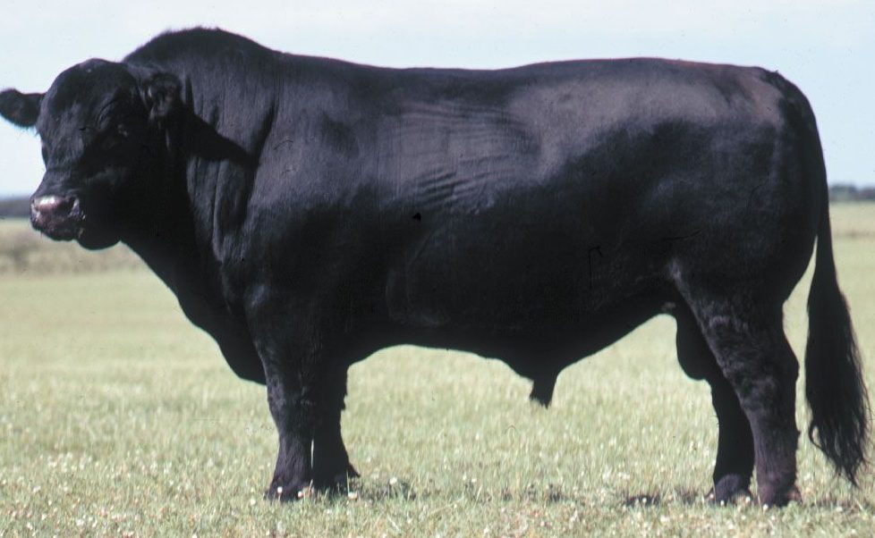 Black Angus 1 black angus